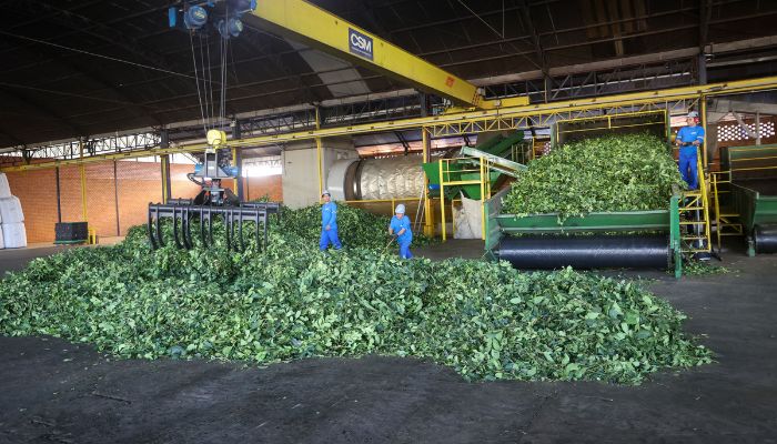  Arranjo de pesquisa sobre erva-mate vai impulsionar inovações na cadeia produtiva